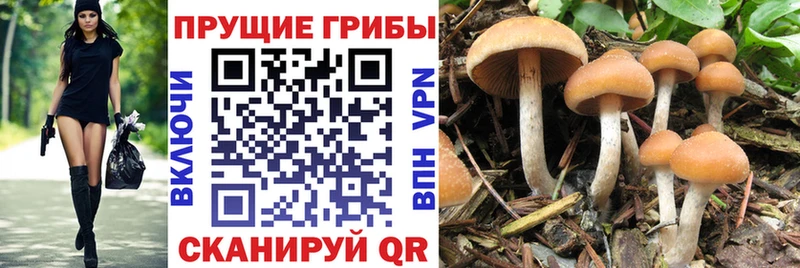 Галлюциногенные грибы Psilocybe  где найти   Чухлома 